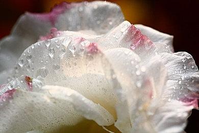 Falcom公布《英雄传说：黎之轨迹》四位新角色信息